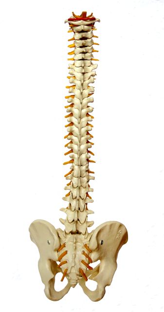 spine.jpg